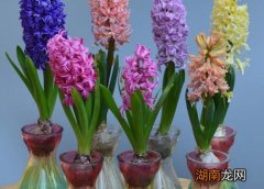 风信子花凋谢后养护方法 风信子的花期有多长时间