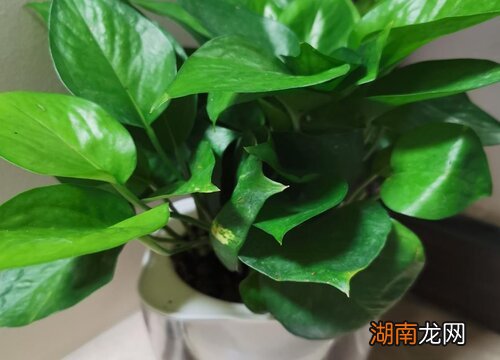 卧室放什么植物最好招财又好养