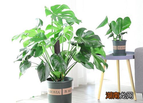 家里放什么植物对身体比较好一点