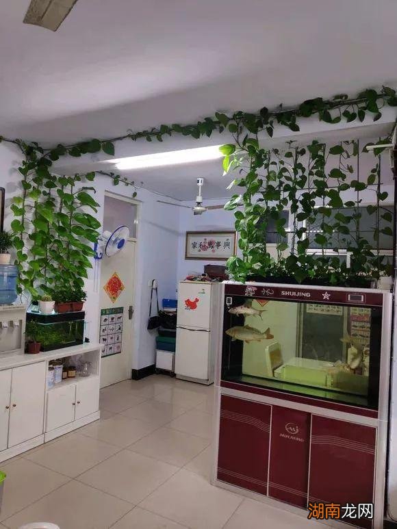 家里放什么植物对身体比较好一点