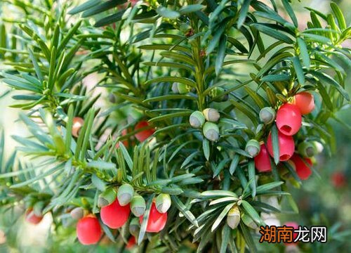 起什么作用 红豆杉果子可以吃吗