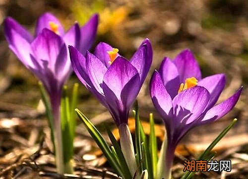 女人喝藏红花最佳时间 藏红花一周喝几次最佳