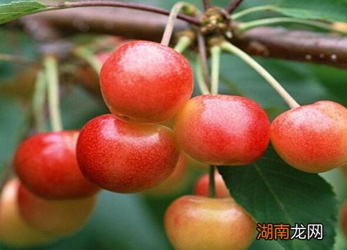 樱桃树适合种在哪个方位 庭院种樱桃树风水好不好