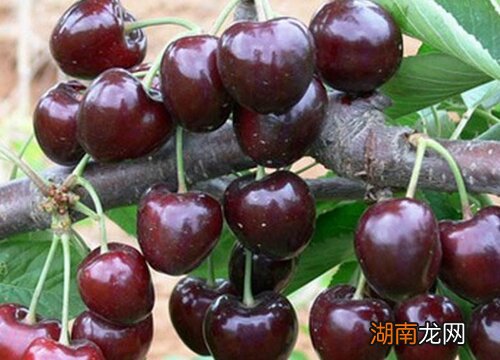 樱桃树适合种在哪个方位 庭院种樱桃树风水好不好