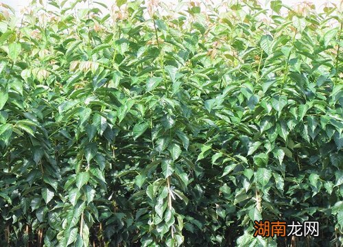 樱桃树适合种在哪个方位 庭院种樱桃树风水好不好