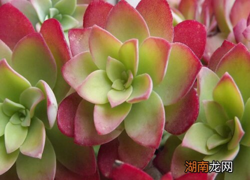 刚入夏能放放在室外淋雨吗 夏天多肉可以淋雨吗