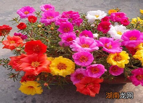 太阳花的寓意和花语总结