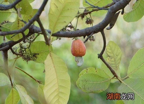 腰果的功效与作用 腰果一天吃多少个合适