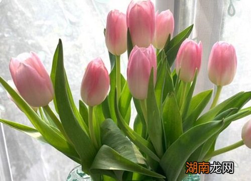 郁金香能放室内吗有毒吗