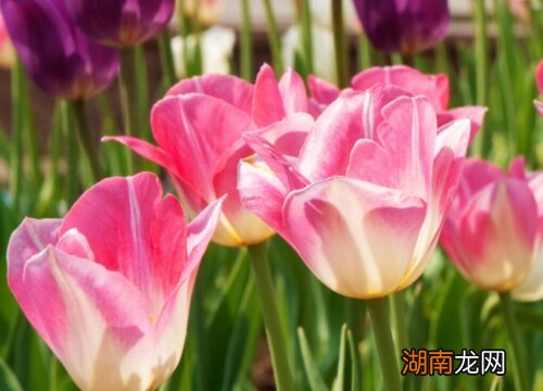 郁金香能放室内吗有毒吗