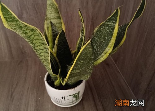 叶子又软又皱如何补救 虎皮兰发皱发软能救活吗