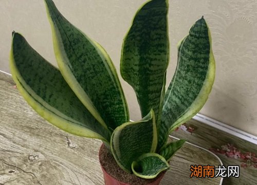 叶子又软又皱如何补救 虎皮兰发皱发软能救活吗