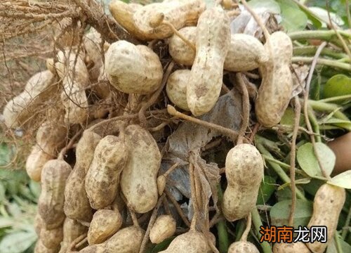 在地里冻过的花生有毒吗能吃吗