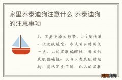 家里养泰迪狗注意什么 养泰迪狗的注意事项