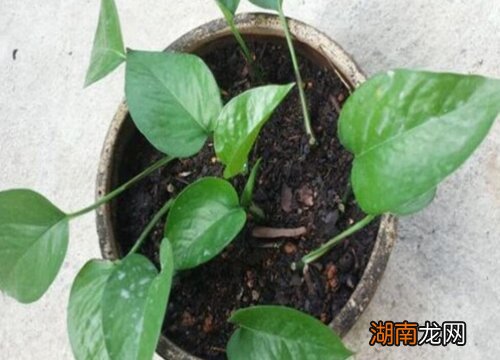 绿萝扦插成活的方法与步骤 绿萝如何扦插繁殖快