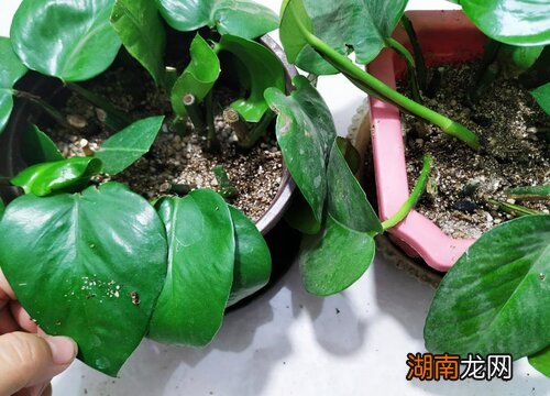 绿萝扦插成活的方法与步骤 绿萝如何扦插繁殖快