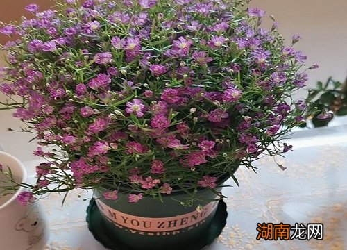 家里满天星放在哪里招财 满天星对风水不好