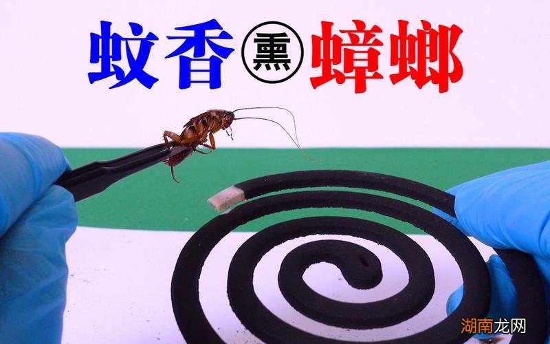 电热蚊香能杀死蟑螂吗 蚊香对蟑螂有用吗