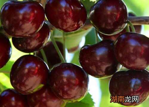 氯吡脲的作用及使用方法