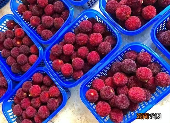 杨梅苗什么品种最好