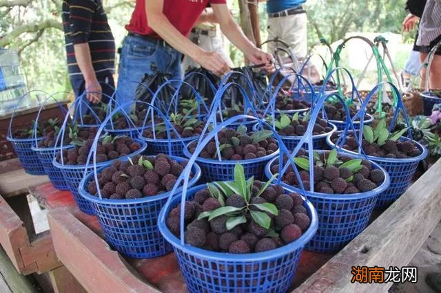 杨梅苗什么品种最好