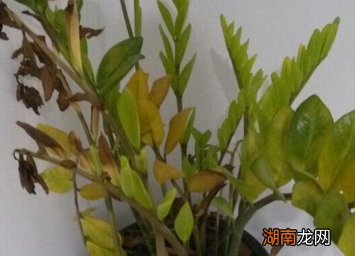 叶子发黄叶杆枯萎怎么补救 金钱树叶子黄了要剪吗