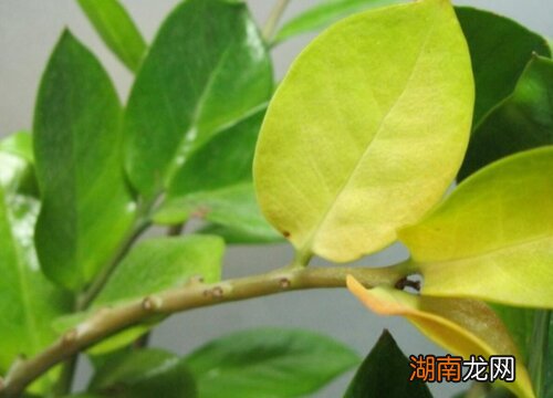 叶子发黄叶杆枯萎怎么补救 金钱树叶子黄了要剪吗