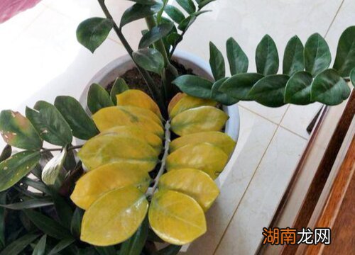 叶子发黄叶杆枯萎怎么补救 金钱树叶子黄了要剪吗