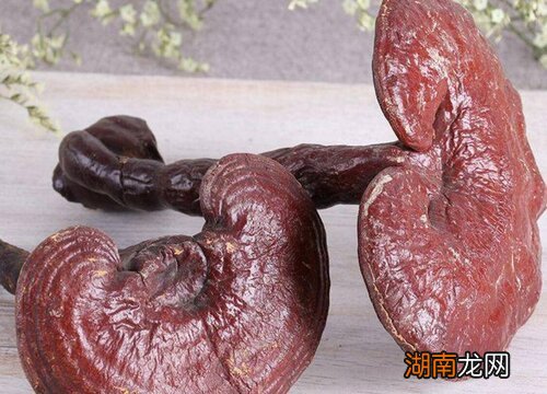 灵芝结构品种分类 灵芝是什么样子图片