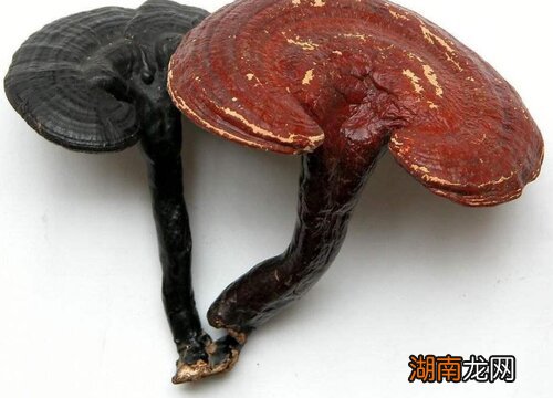 灵芝结构品种分类 灵芝是什么样子图片