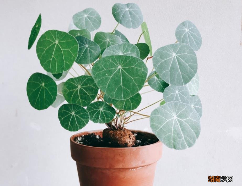 在家养山乌龟风水好吗 山乌龟适合在家里养吗