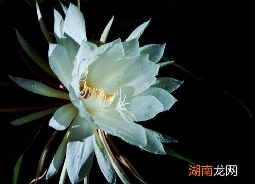 长了很细的长枝条需要修剪吗 昙花枝条太高怎么解决