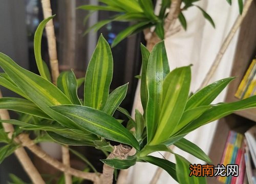 龙血树风水大忌什么属相不能养