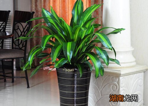 龙血树风水大忌什么属相不能养