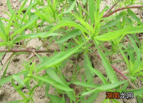 大棚种植什么蔬菜最赚钱不愁销路
