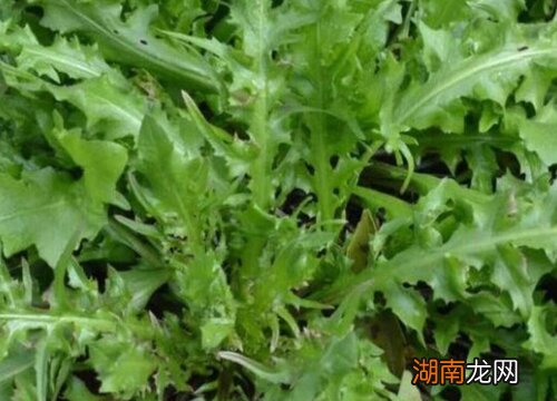 大棚种植什么蔬菜最赚钱不愁销路