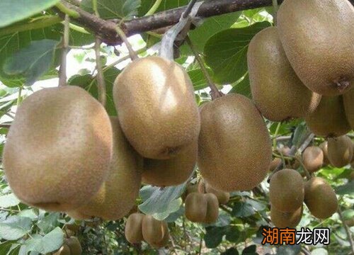 让它快速变软能吃的技巧 猕猴桃太生了怎么催熟快