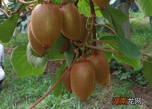 让它快速变软能吃的技巧 猕猴桃太生了怎么催熟快