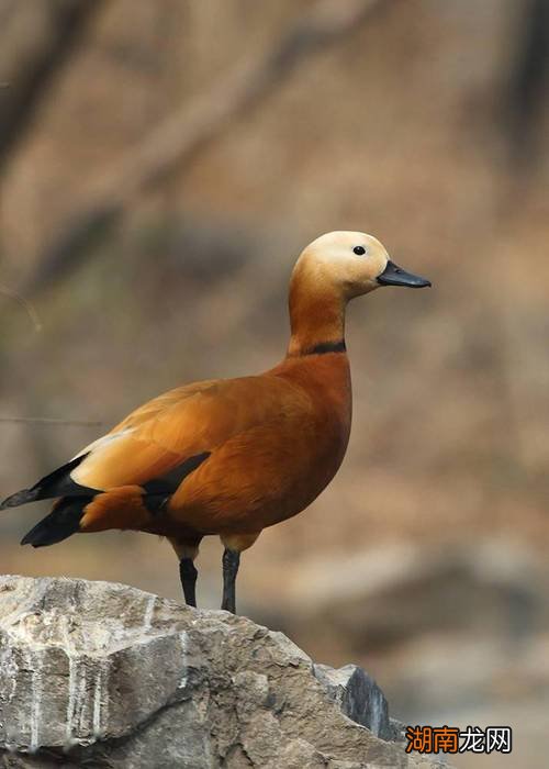 野鸭子是几级保护动物