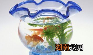 鱼缸内壁水渍怎么清理 鱼缸内壁水渍清理方法