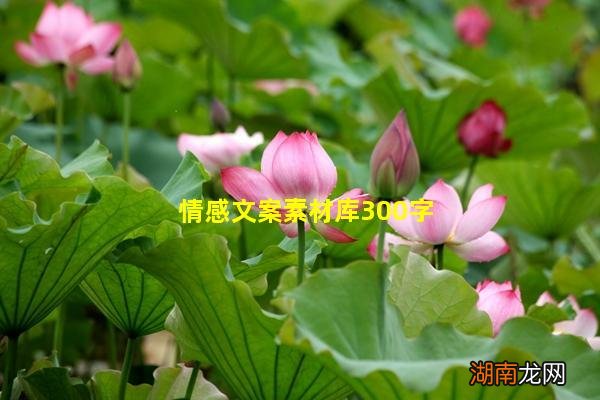 情感文案素材库300字