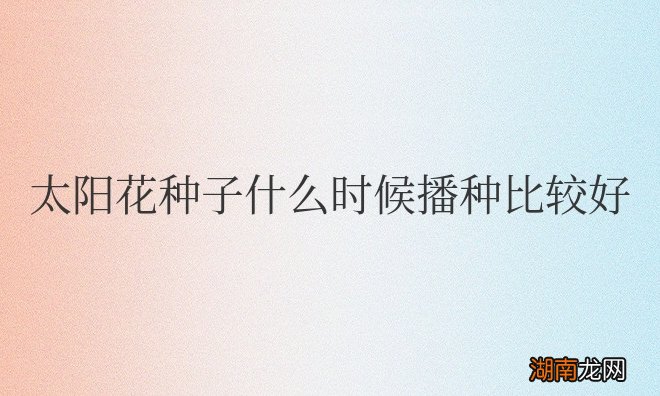 太阳花种子什么时候播种比较好