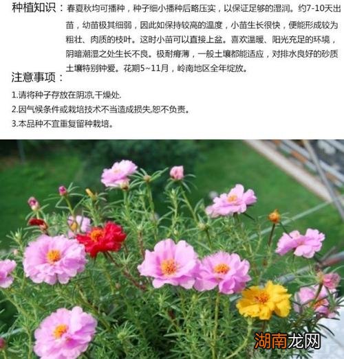 太阳花种子什么时候播种比较好