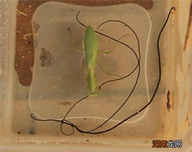铁线虫控制螳螂原理