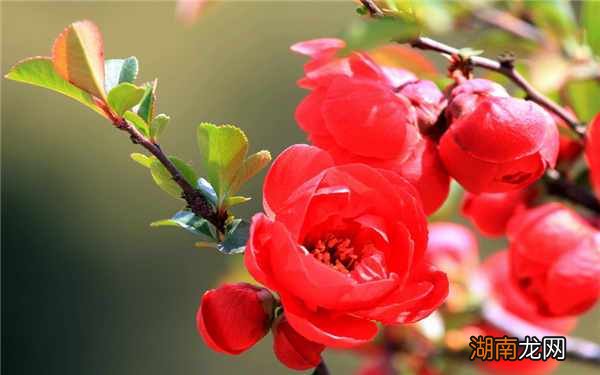 海棠花的寓意和象征风水 家里海棠花风水禁忌