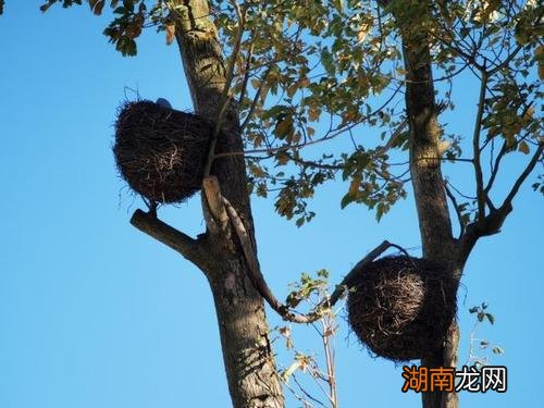 展开想像力盘点 树上的鸟窝有什么形状