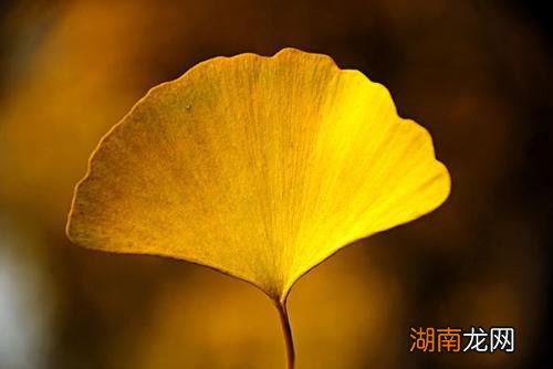 银杏叶寓意和象征意义 银杏叶在风水上代表什么意思