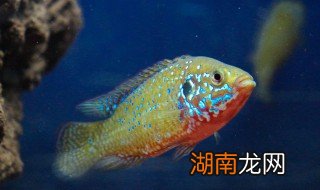 雄鱼怎么养 雄鱼的养殖方法