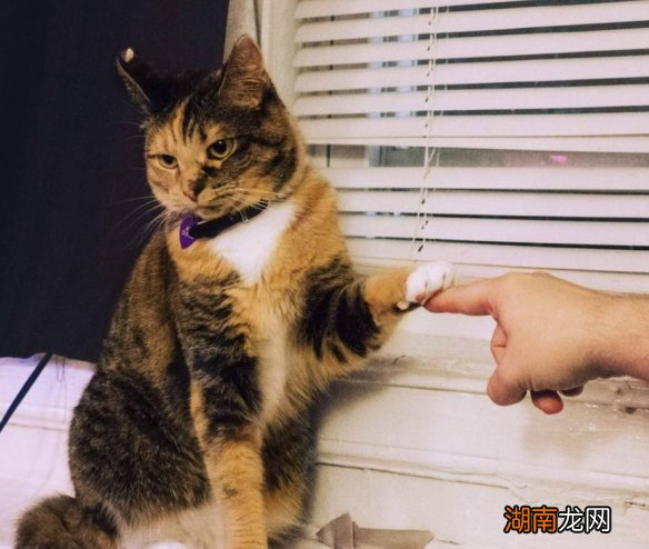 治愈情感文章网站情感咨询