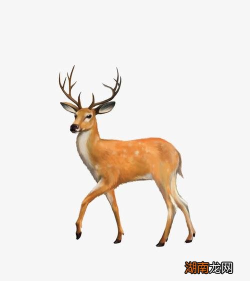 短尾巴的动物有哪些图片